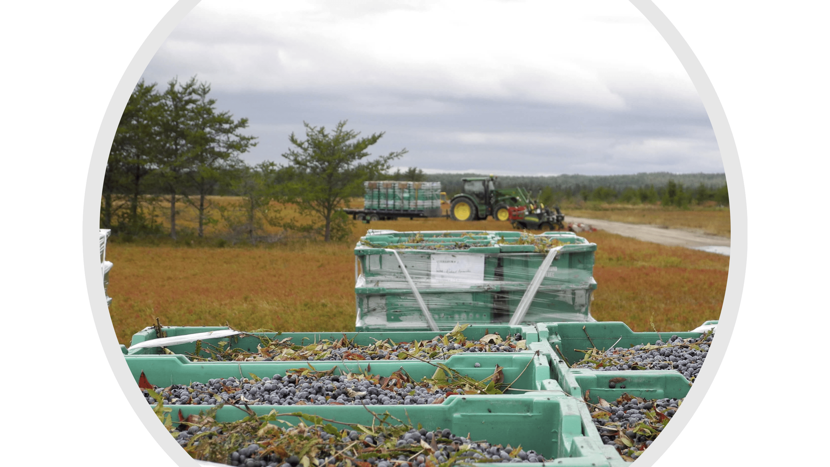 Bluberries on farm