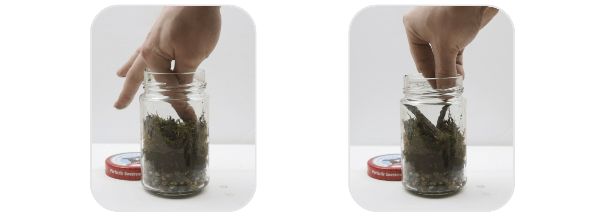 Ecosphere_Step 4