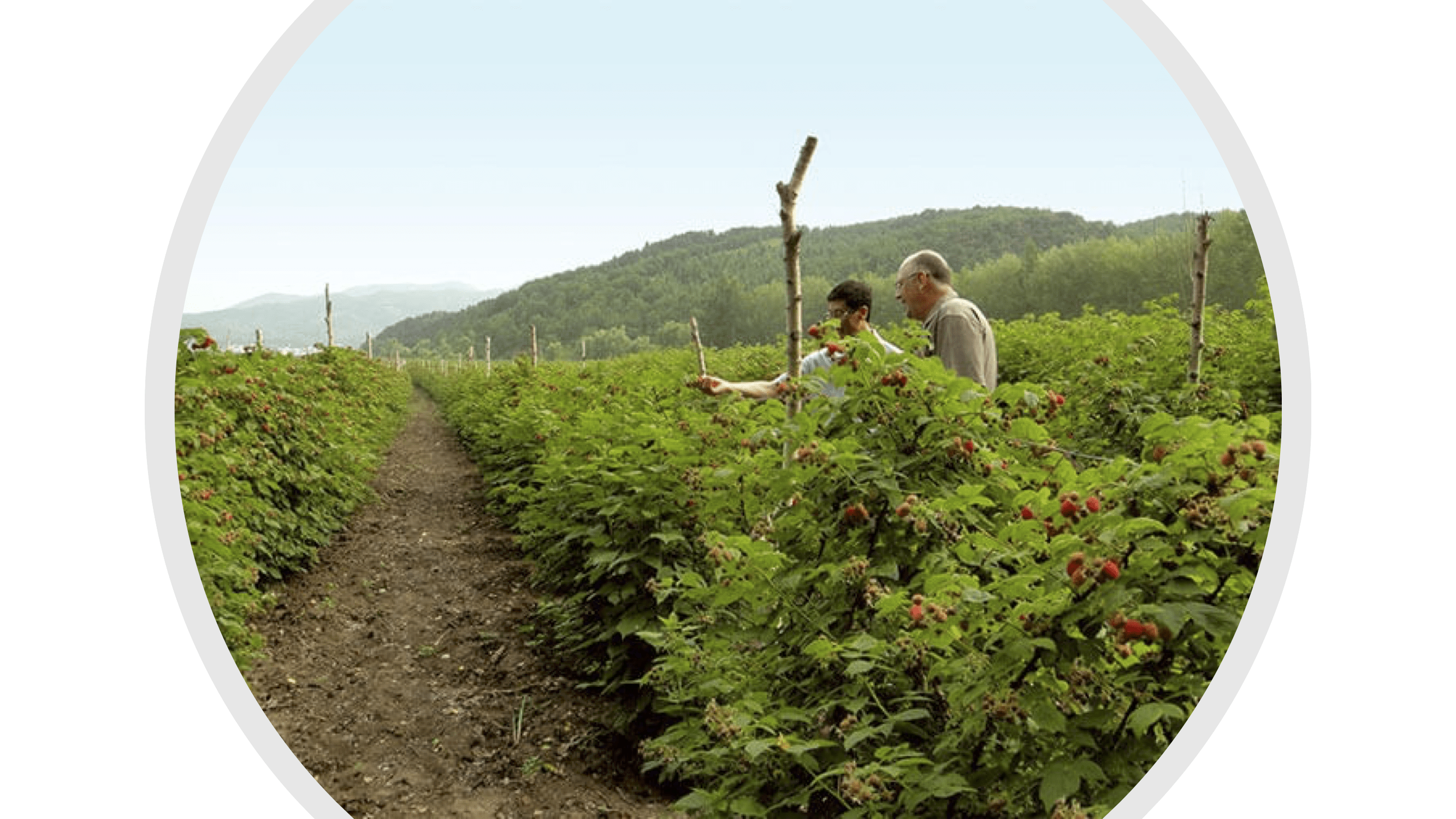 fruit being grown