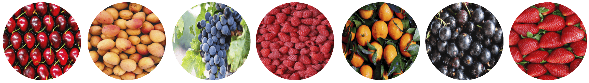 Real Fruit